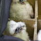 Chicks in the bag waiting for banding