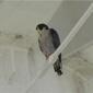Peregrine on Water Tower