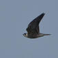 Young Peregrine In Flight