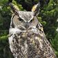 Alexandra-Great Horned Owl